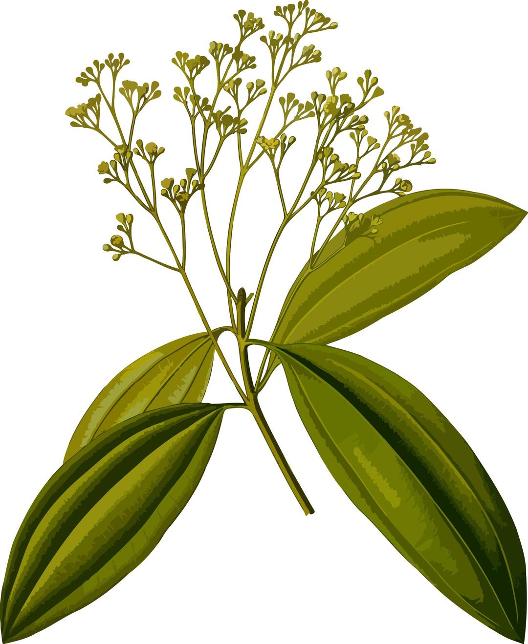 Chinese cinnamon (smaller file) png transparent