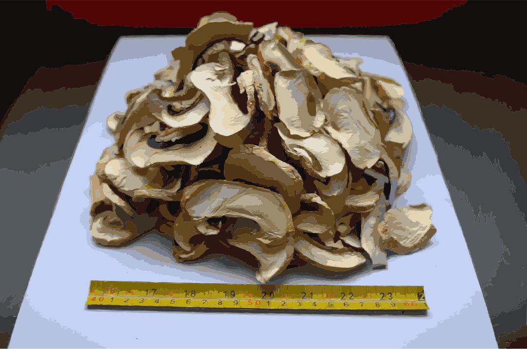 Chinese factory directly supply dry mushroom - Porcini, Shiitake, Champignons png transparent