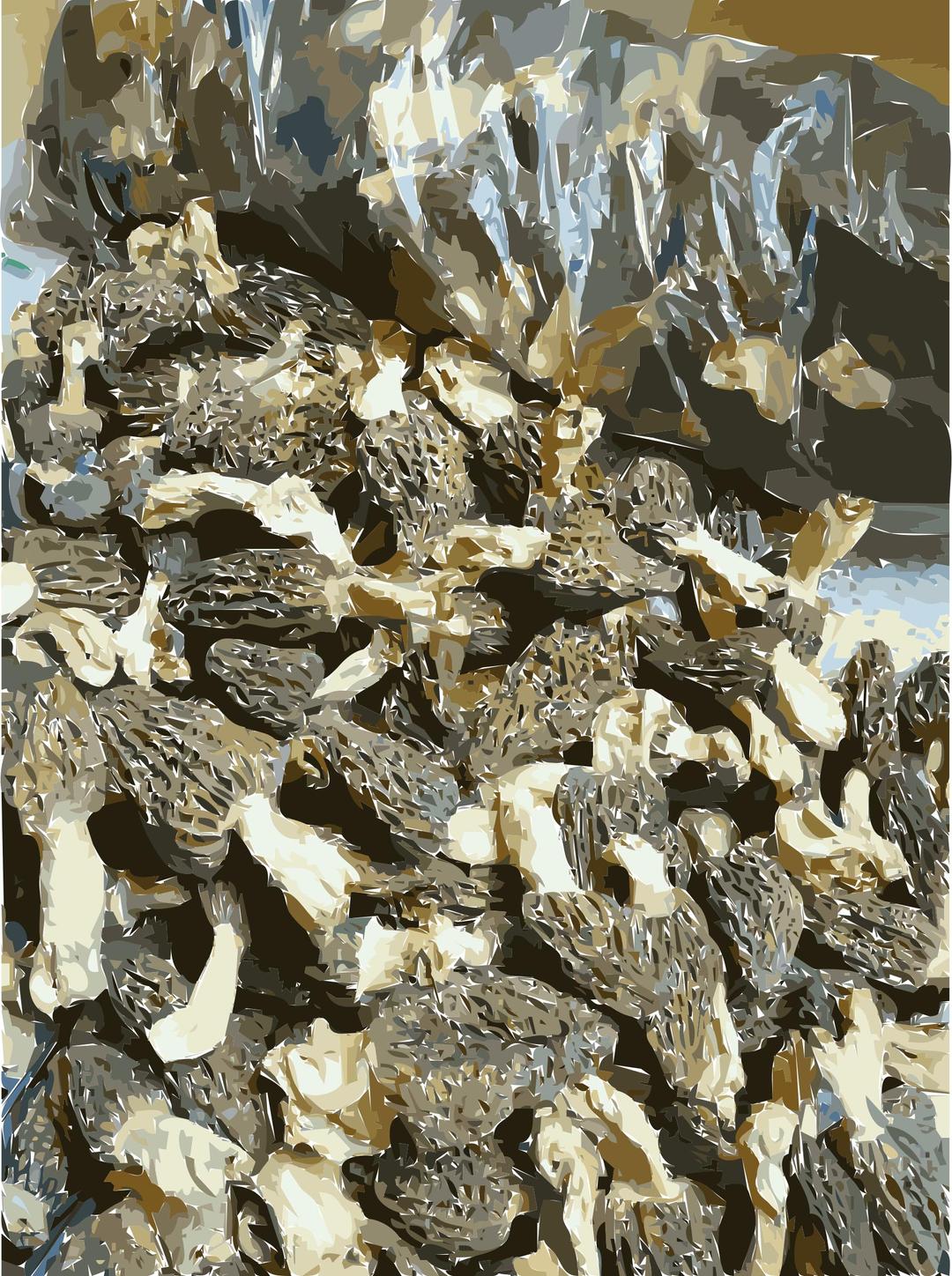 Chinese factory directly supply dry mushroom - Porcini, Shiitake, Champignons 1 png transparent