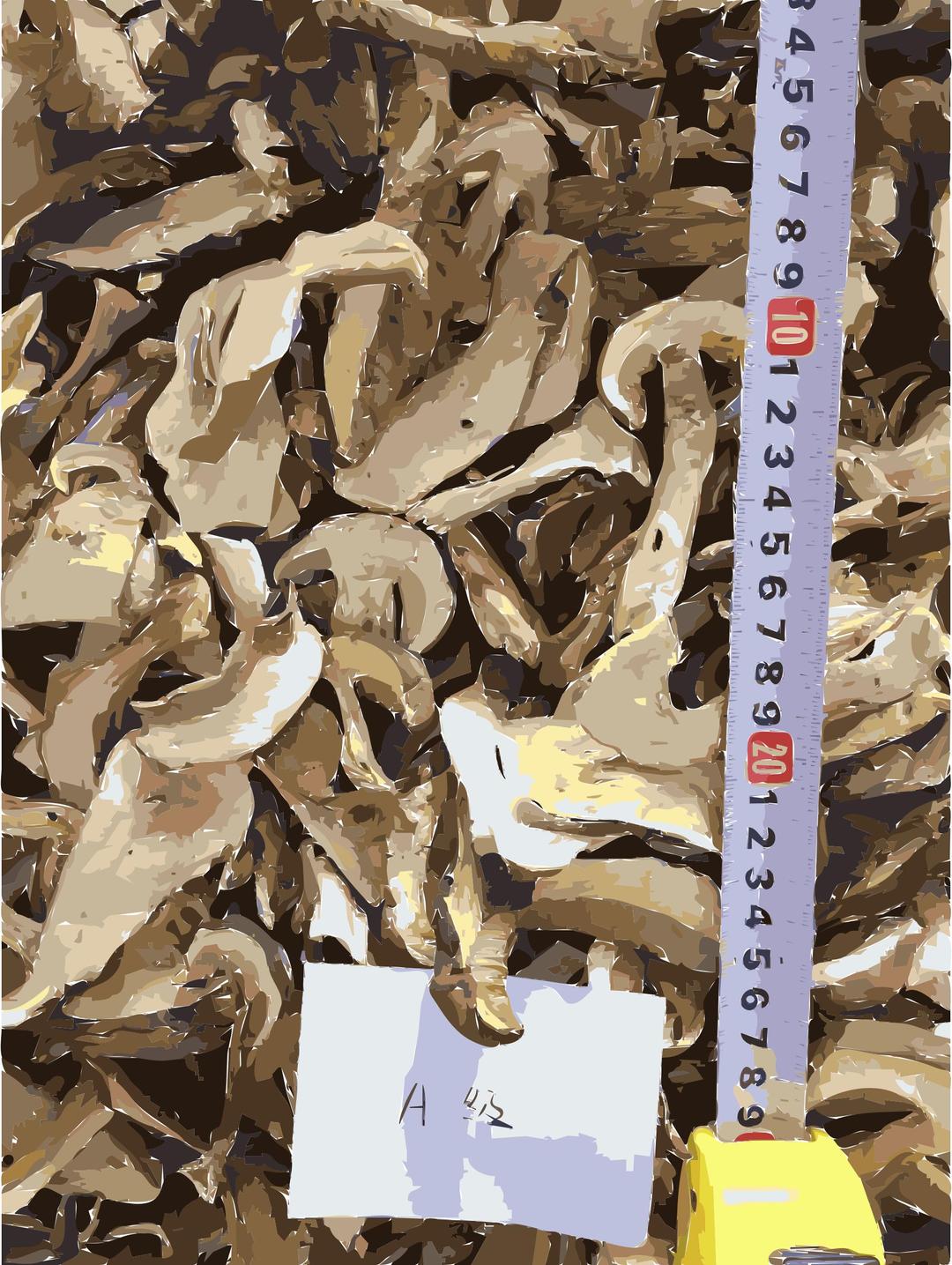 Chinese factory directly supply dry mushroom - Porcini, Shiitake, Champignons 2 png transparent