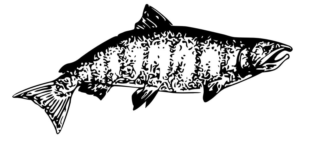 Chinook Salmon png transparent