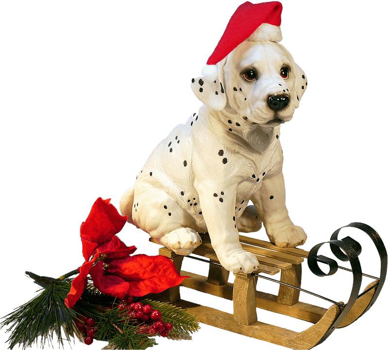Christmas Dog on A Sledge png transparent
