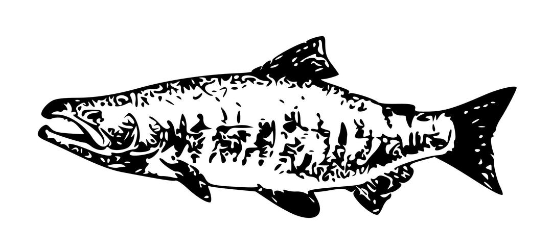 Chum Salmon png transparent