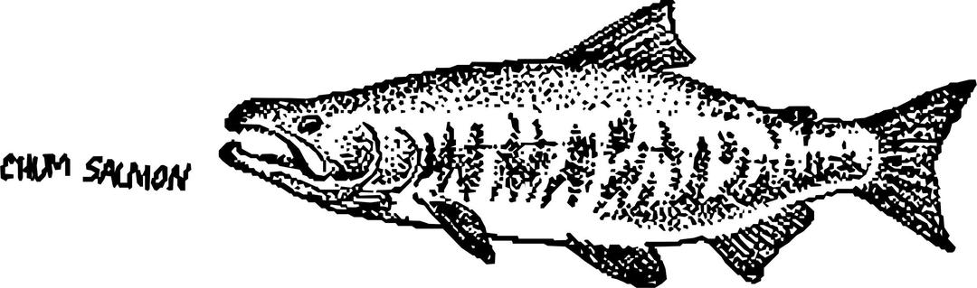 Chum Salmon mapitize png transparent