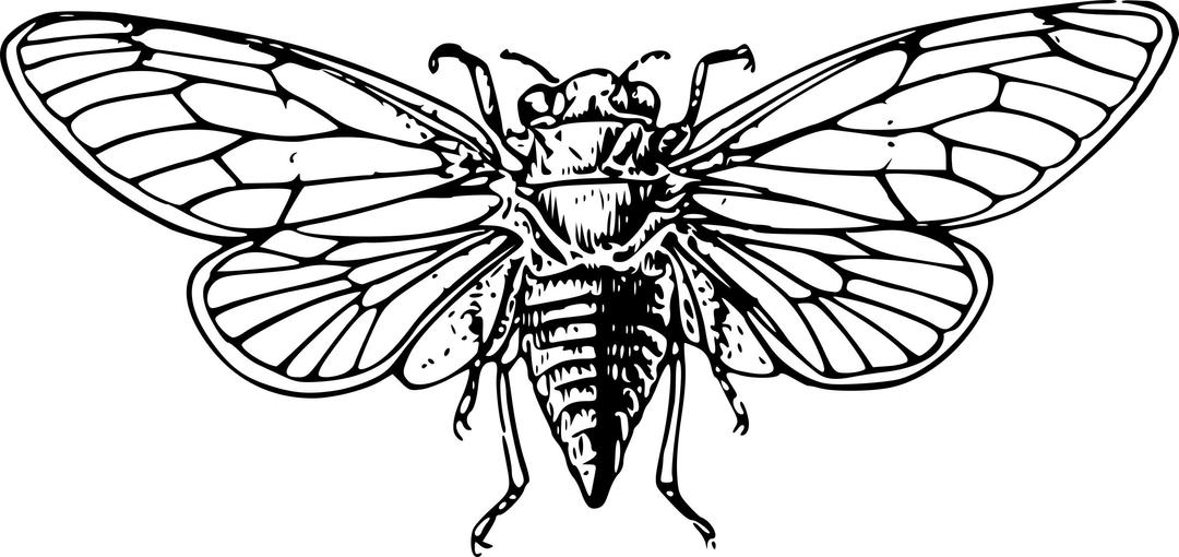 Cicada png transparent