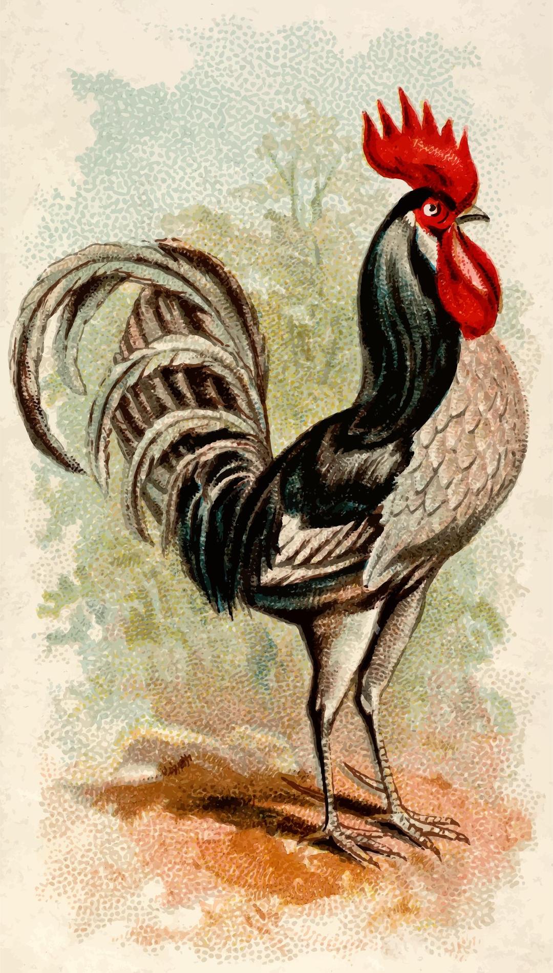 Cigarette card - Andalusian Cock png transparent