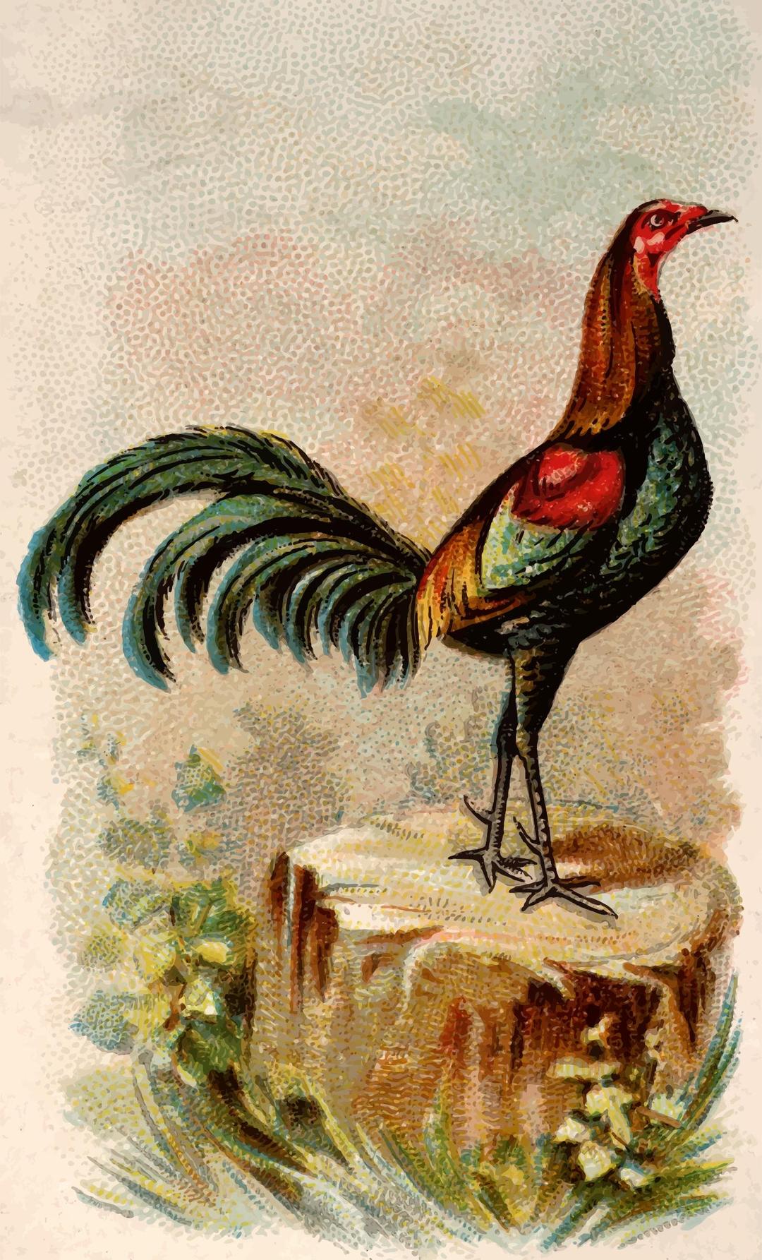 Cigarette card - Black Breasted Red Game Cock png transparent