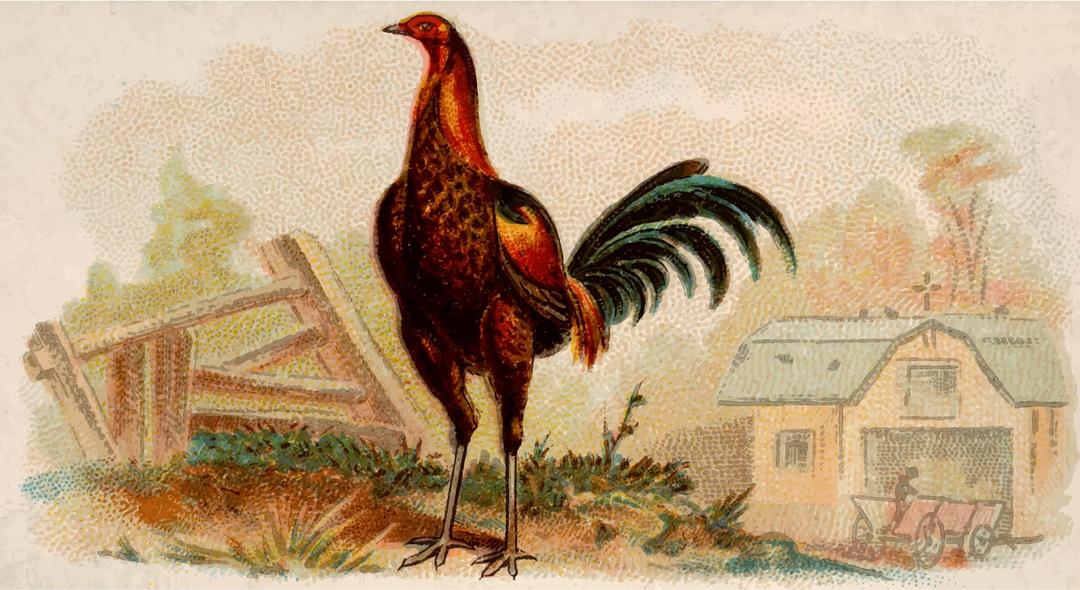 Cigarette card - Brown Breasted Red Game Cock png transparent