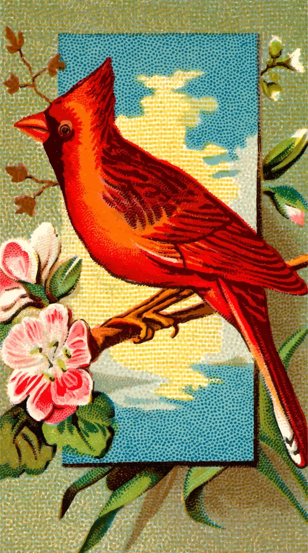 Cigarette card - Cardinal Grosbeak png transparent