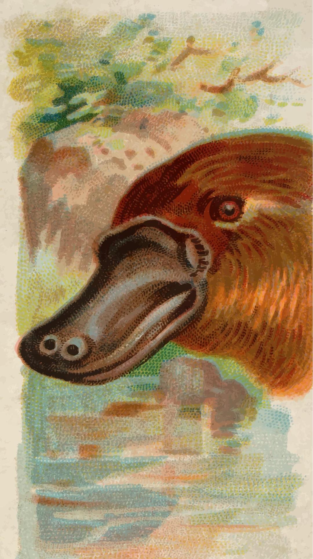 Cigarette card - Duck-billed platypus png transparent