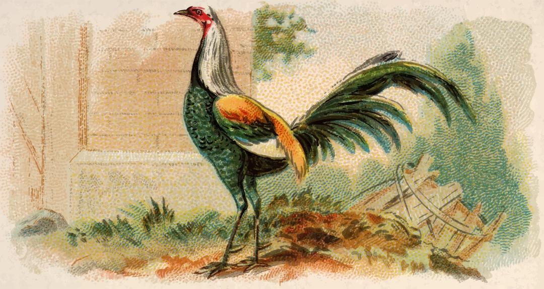 Cigarette card - Duckwing Game Fowl png transparent