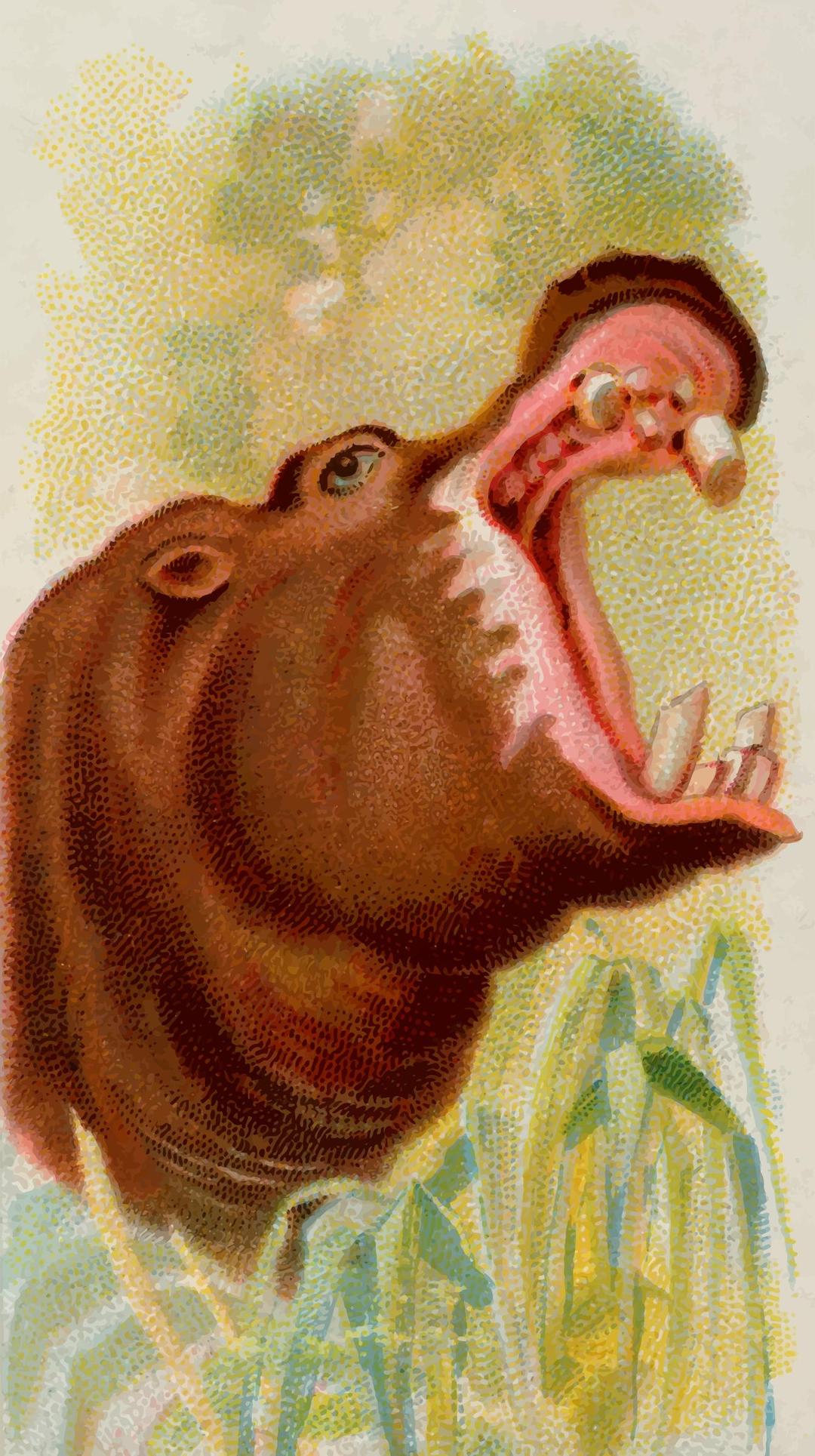 Cigarette card - Hippopotamus png transparent