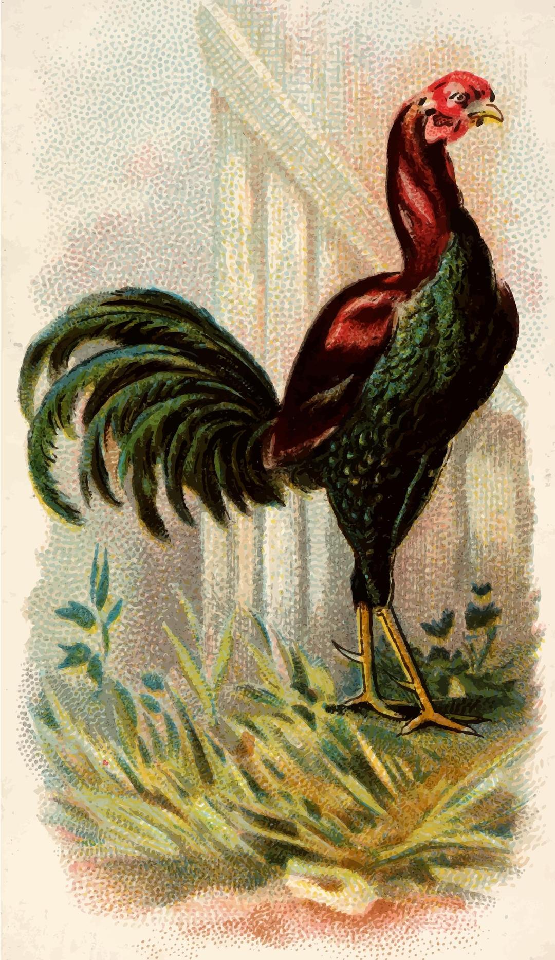 Cigarette card - Malay Cock png transparent
