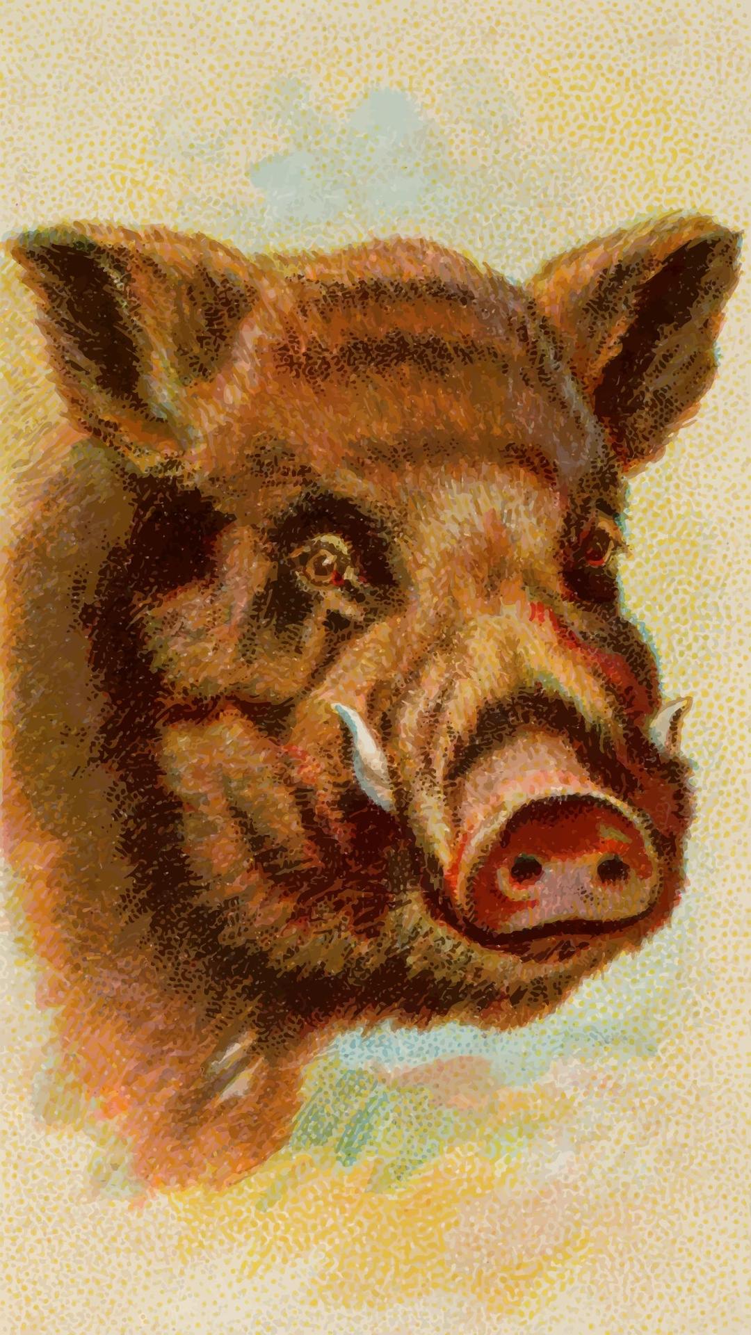 Cigarette card - Painted wild boar png transparent