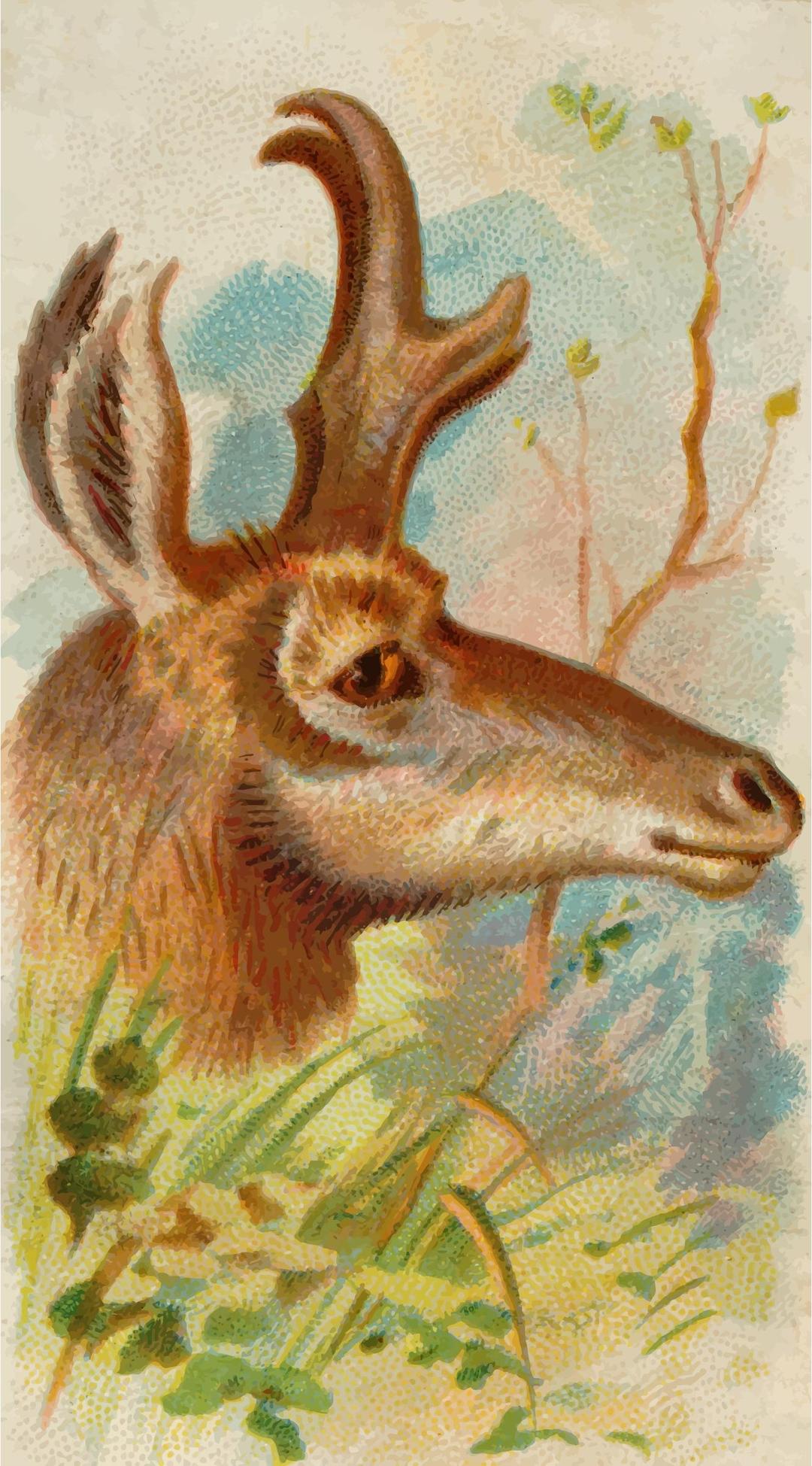 Cigarette card - Prong-horn antelope png transparent