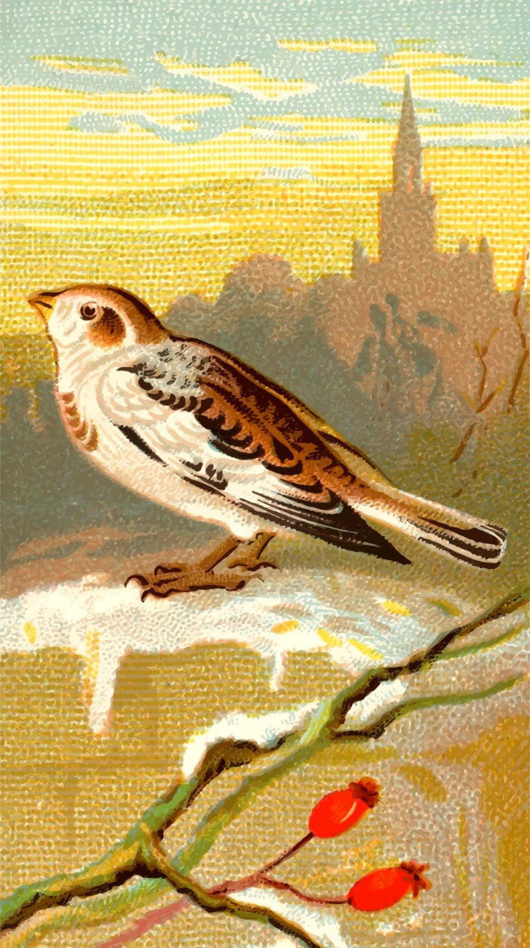 Cigarette card - Snow Bunting png transparent