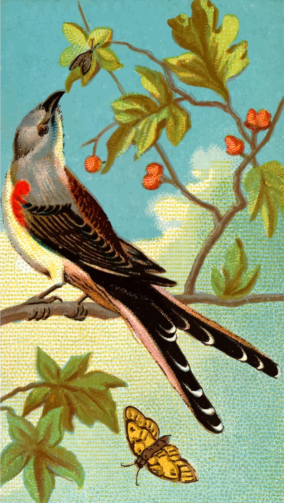Cigarette card - Swallow-Tailed Flycatcher png transparent