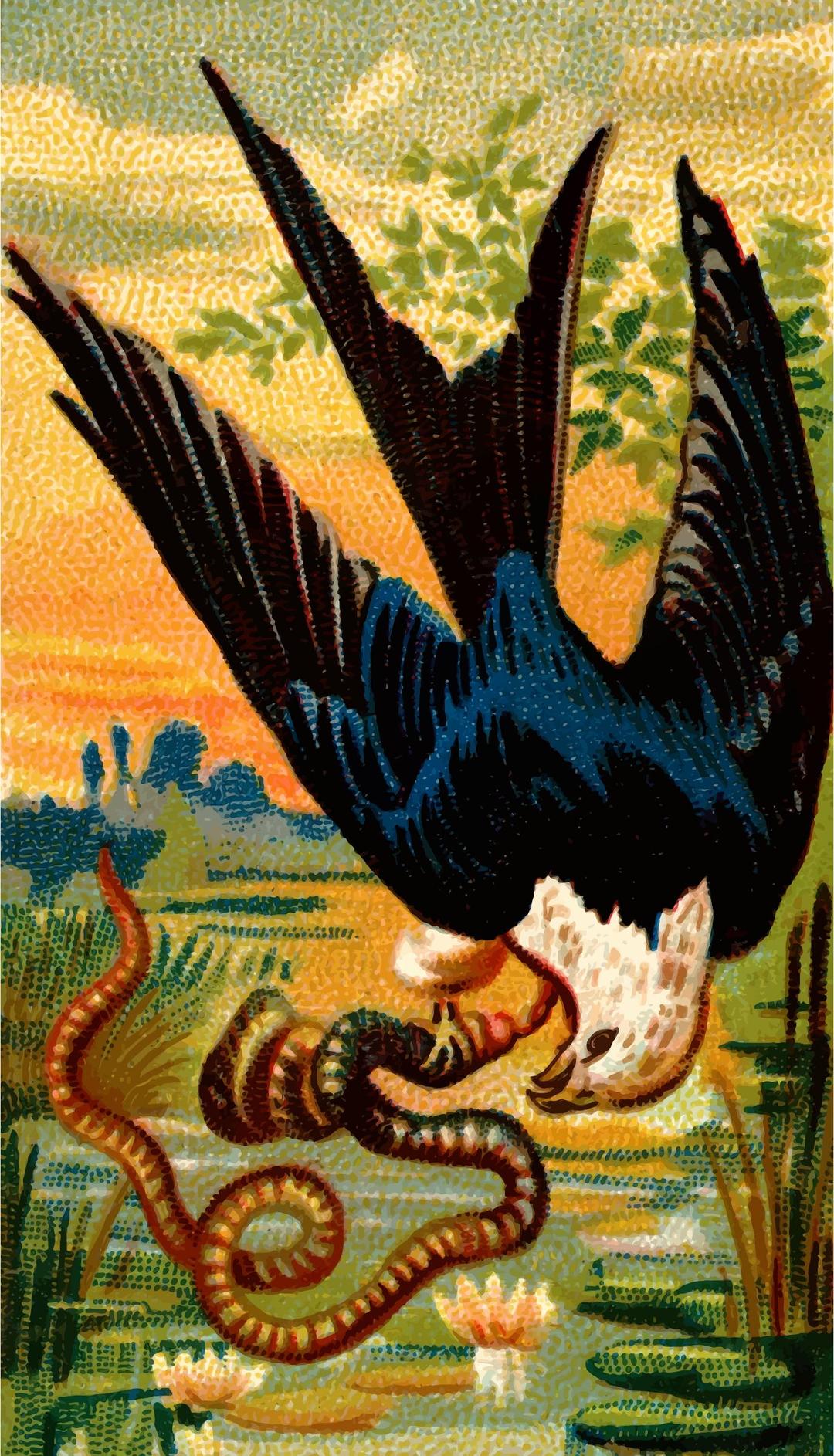 Cigarette card - Swallow-tailed hawk png transparent