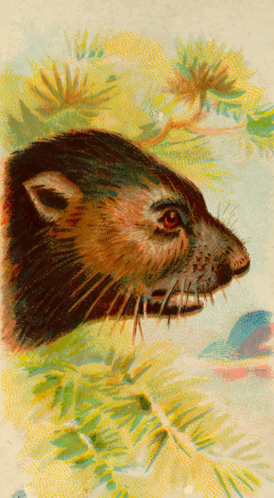 Cigarette card - Tasmanian devil png transparent