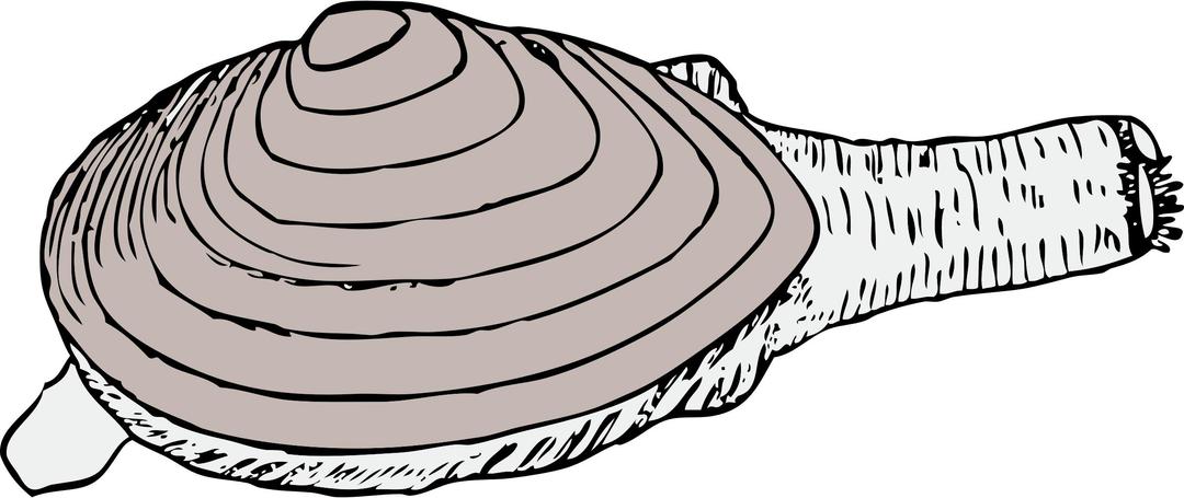 clam png transparent