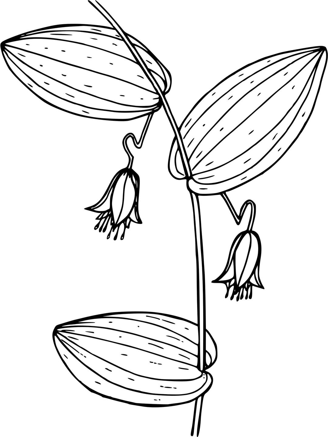 Clasping-leaved twisted stalk png transparent