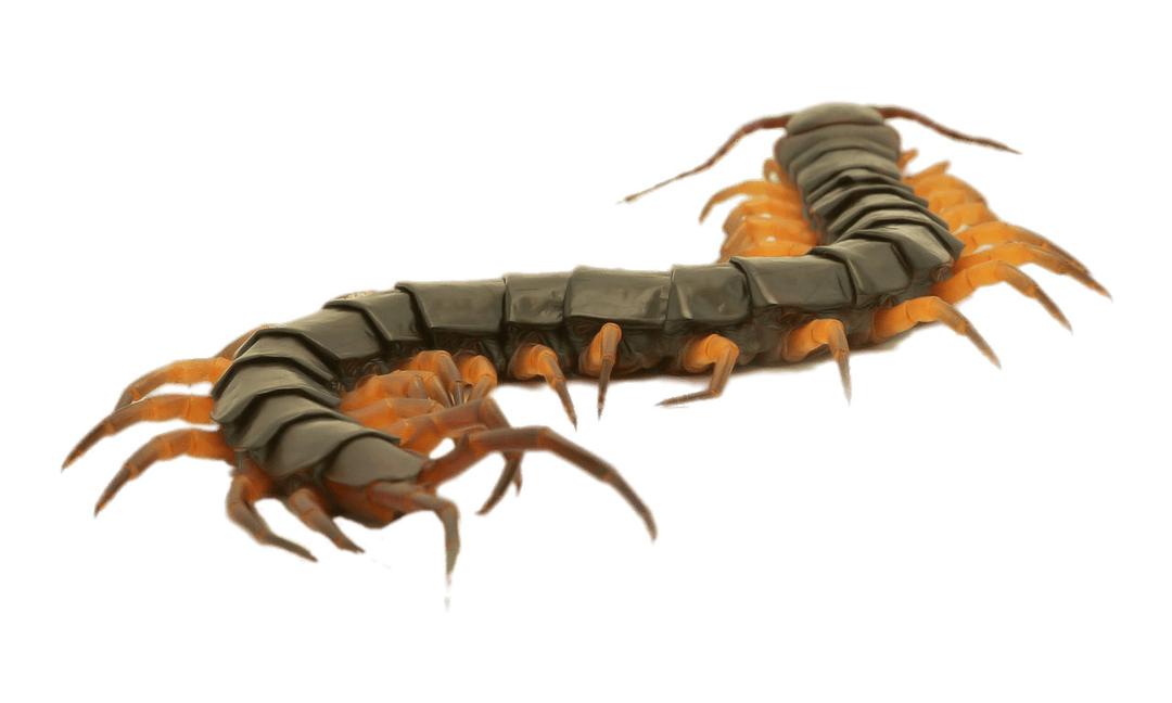 Close Up Of A Brown Centipede png transparent