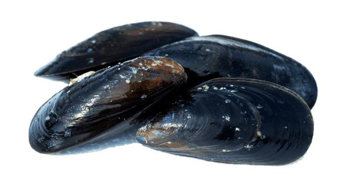 Closed Mussels png transparent