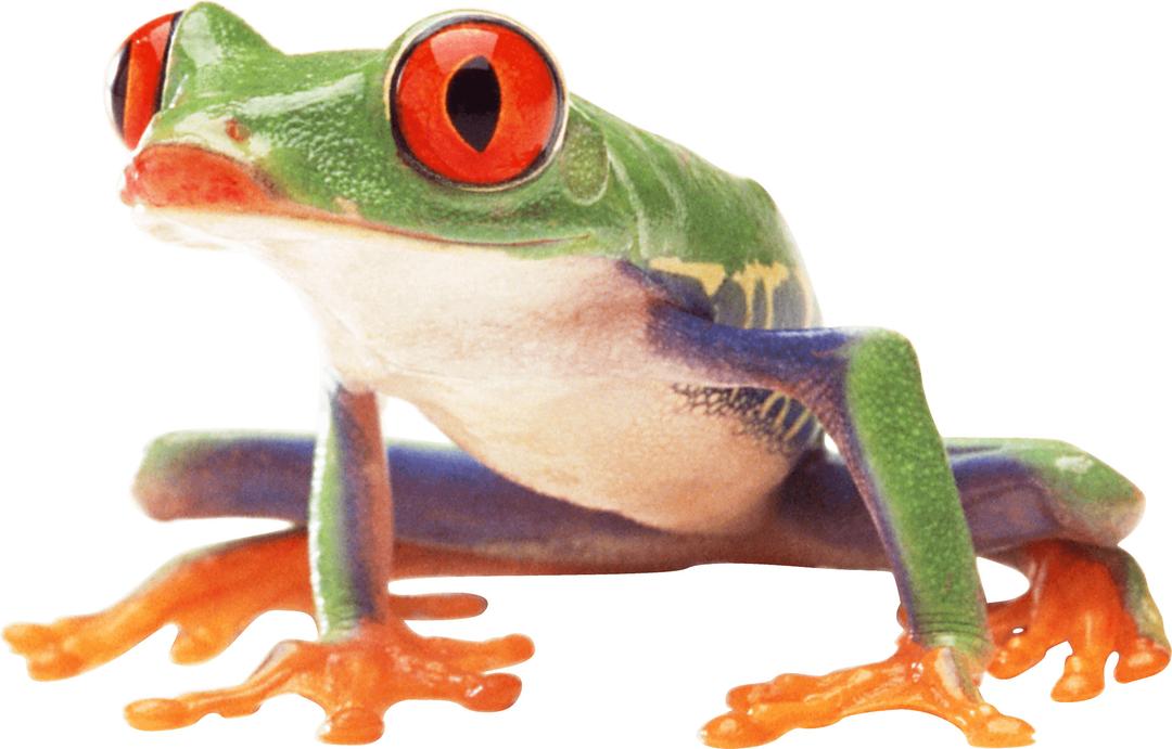 Clown Frog Sideview png transparent