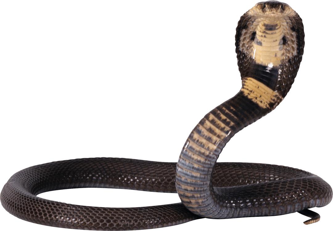 Cobra Snake png transparent