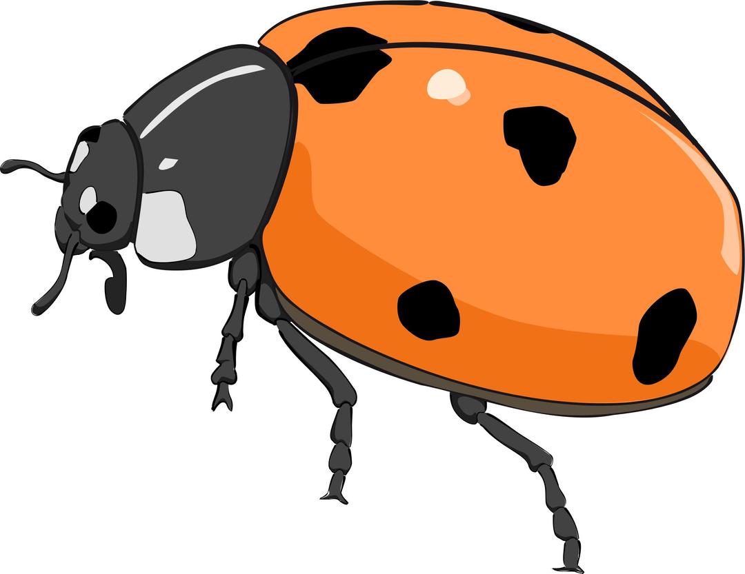 Coccinelle, ladybug png transparent