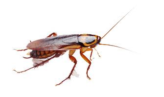 Cockroach Brown png transparent