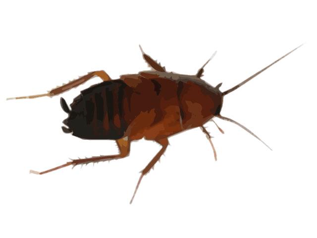 Cockroach Drawing png transparent