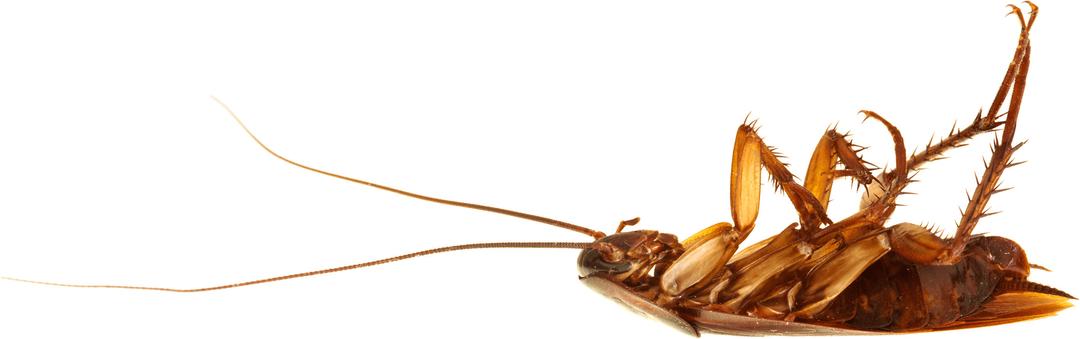 Cockroach On Back png transparent
