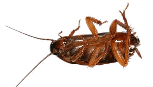 Cockroach on Its Back png transparent