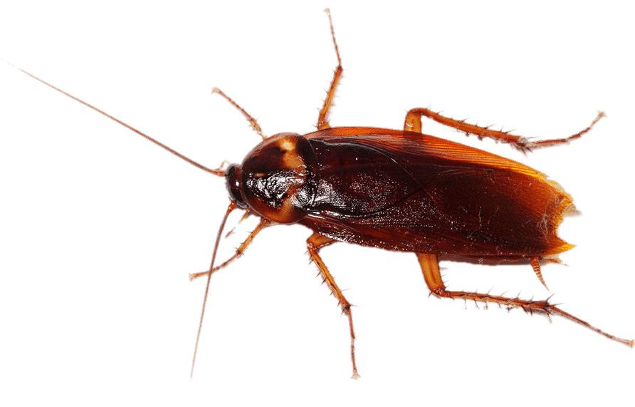 Cockroach png transparent