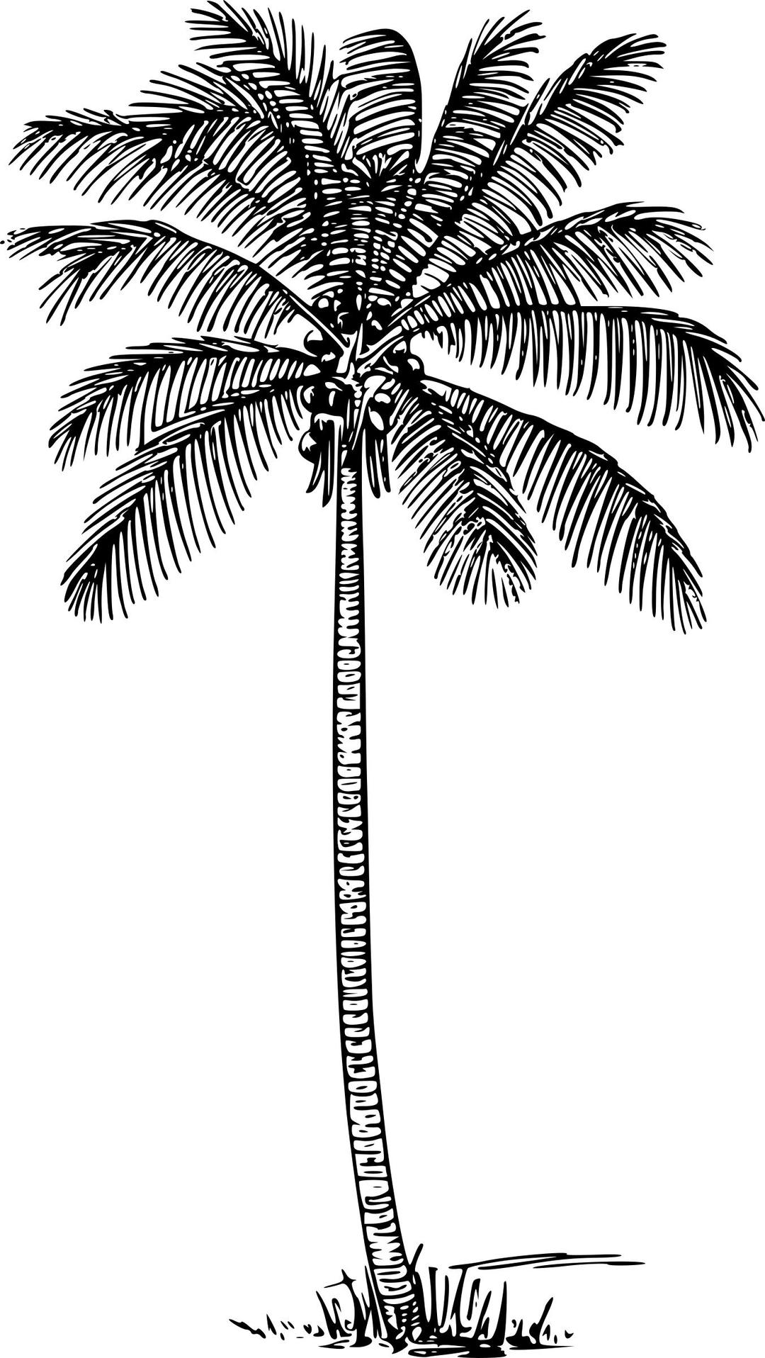 Coconut palm png transparent