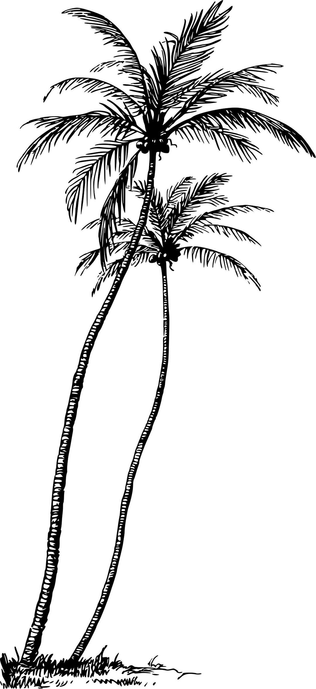 Coconut palm 4 png transparent