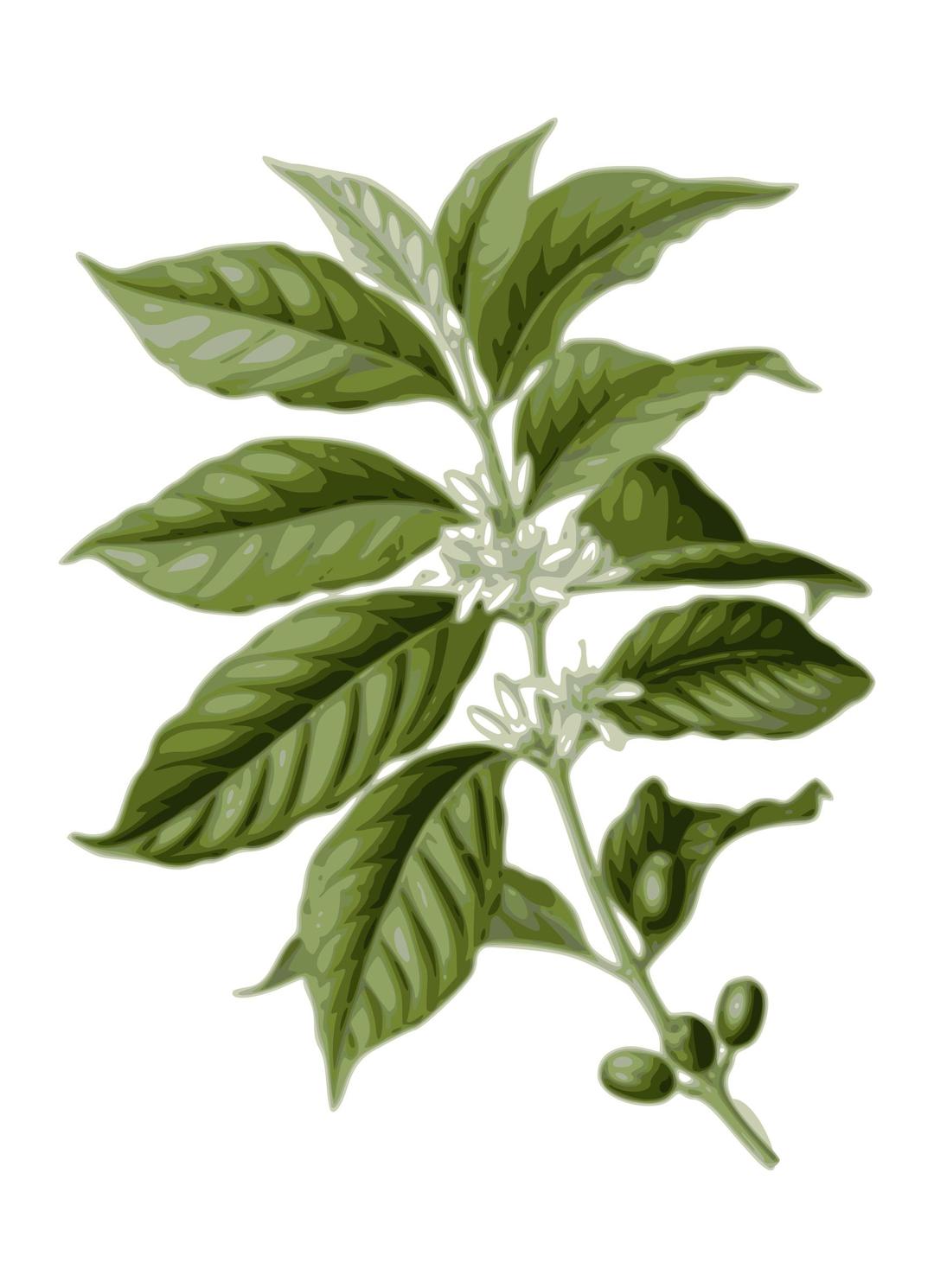 coffee leaves png transparent