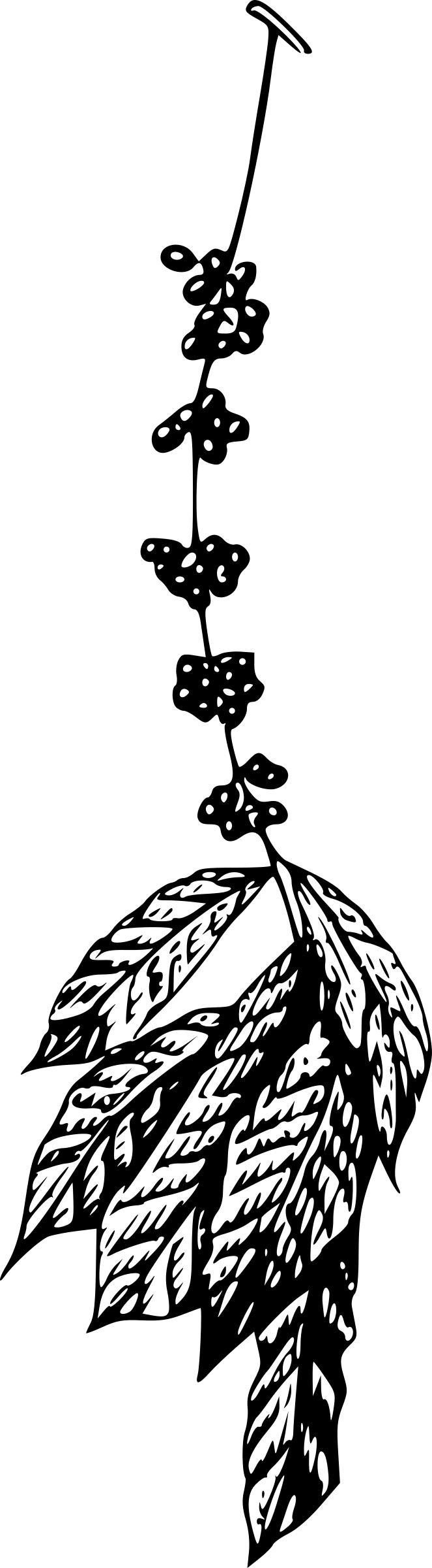 Coffee plant png transparent