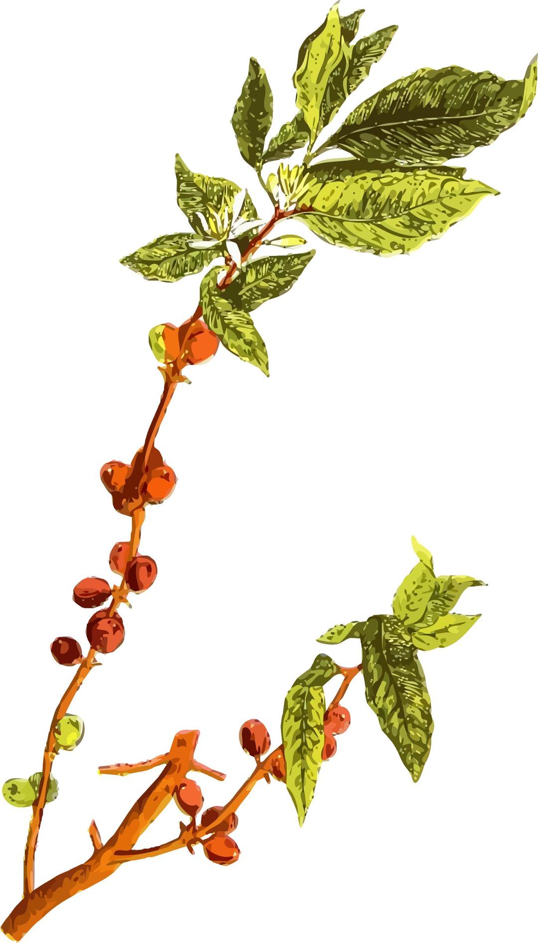 Coffee plant 2 png transparent