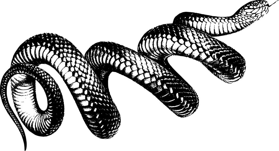 Coiled Snake png transparent
