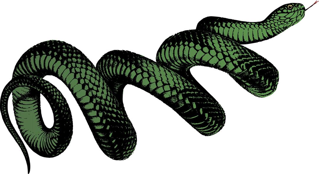 Coiled Snake - Colour png transparent