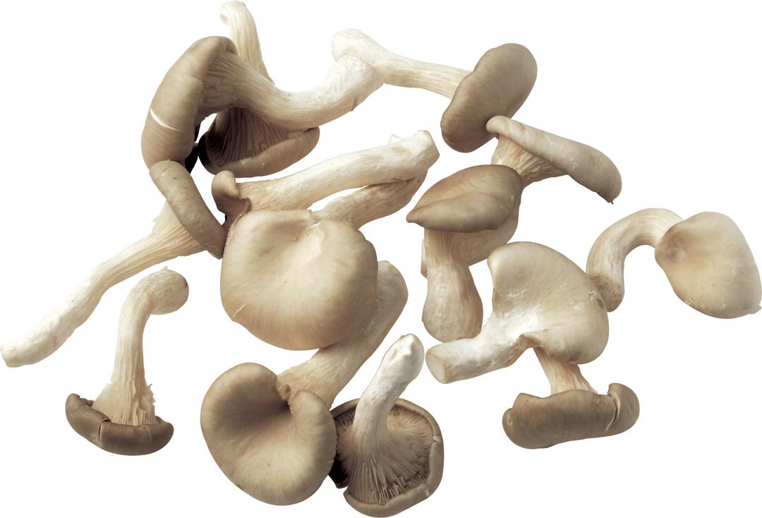 Collection Of Mushrooms png transparent