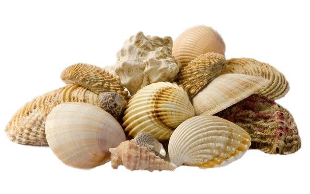Collection Of Seashells png transparent