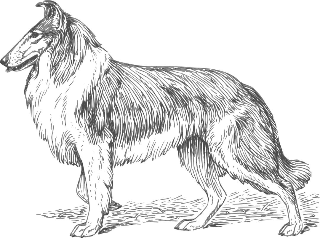 collie 2 grayscale png transparent