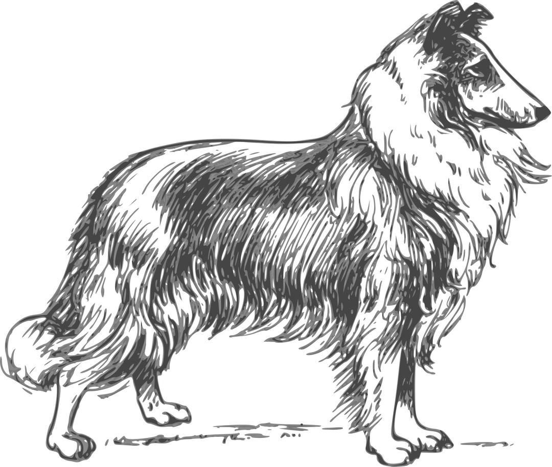 collie grayscale png transparent