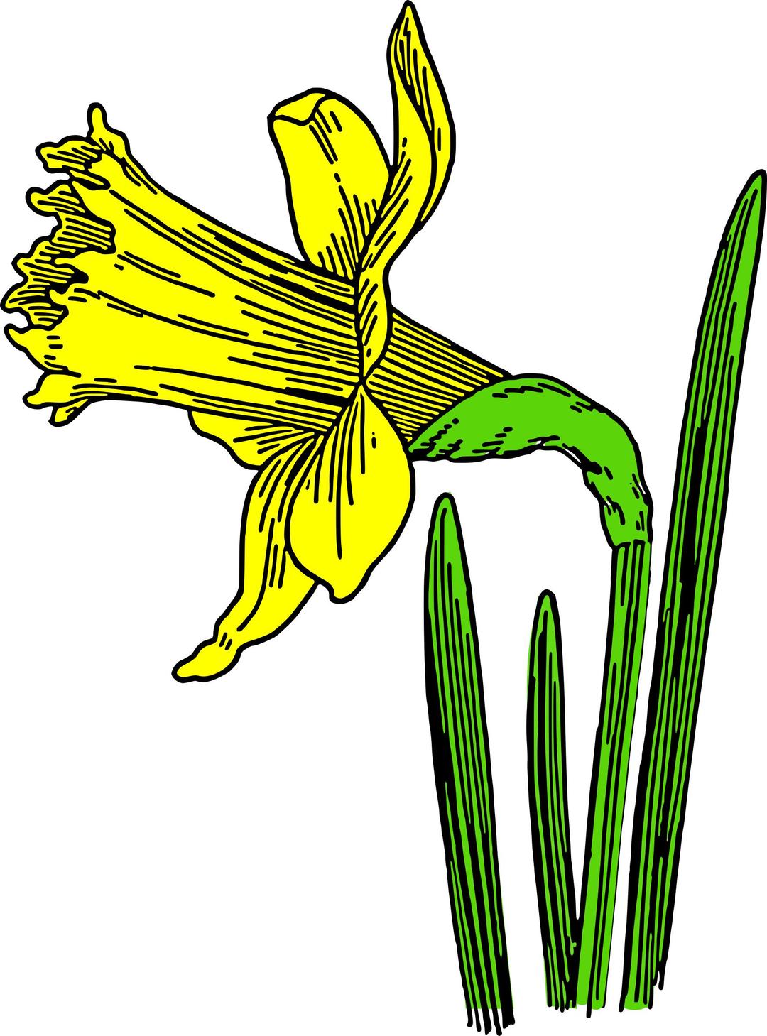 colored daffodil png transparent