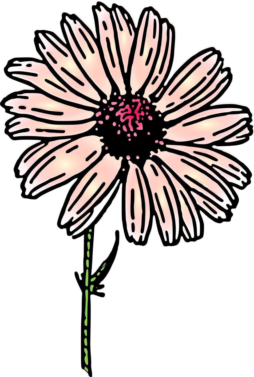 colored daisy png transparent