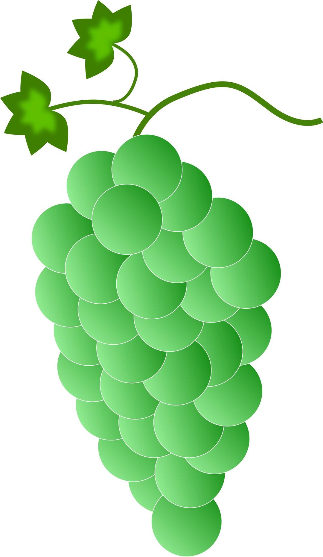 Colored Grapes - Green png transparent