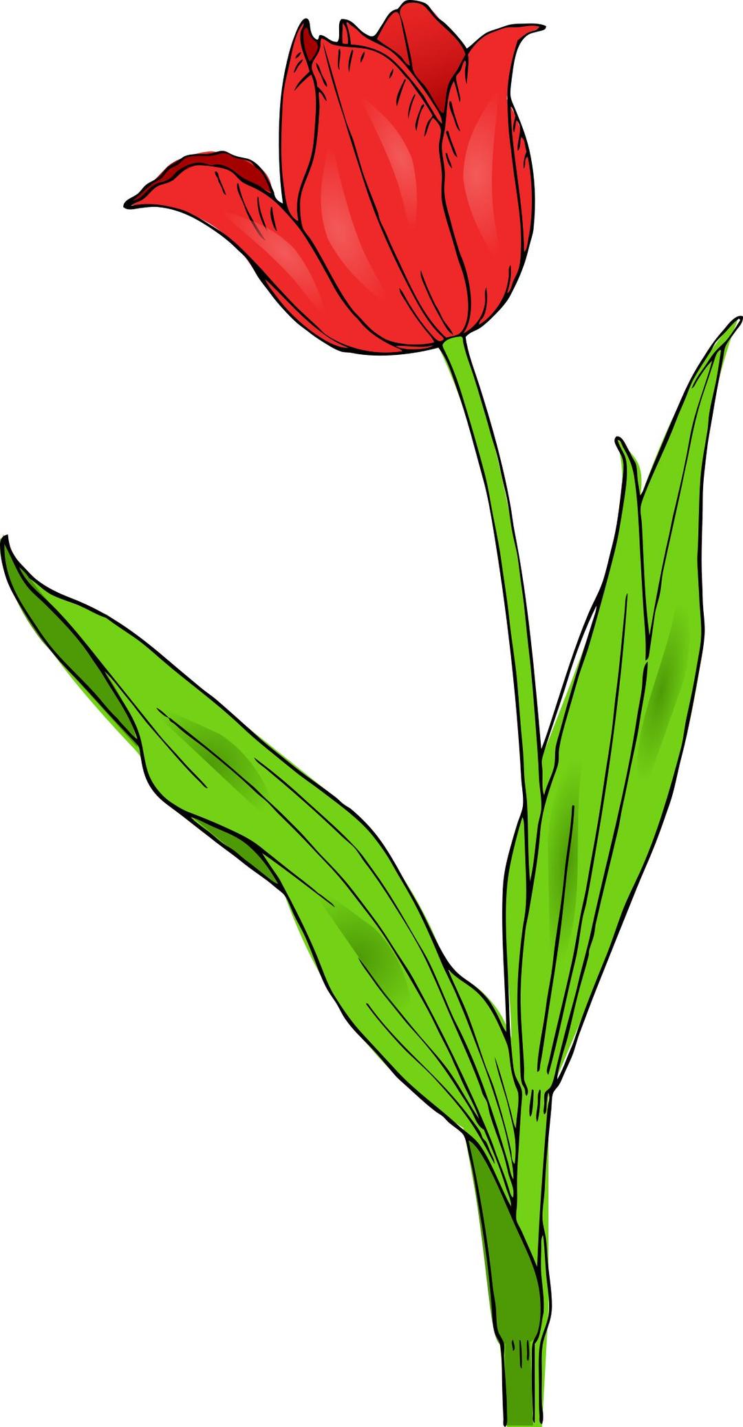 colored tulip png transparent